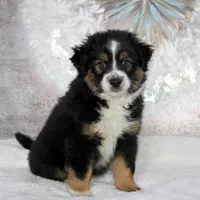 Rocco, a male Miniature Australian Shepherd for sale in Belleview, FL – Photo 7 of 10