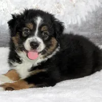 Rocco, a male Miniature Australian Shepherd for sale in Belleview, FL – Photo 3 of 10