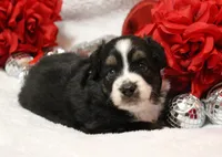 Rocco, a male Miniature Australian Shepherd for sale in Belleview, FL – Photo 2 of 7