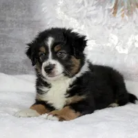 Rocco, a male Miniature Australian Shepherd for sale in Belleview, FL – Photo 10 of 10