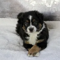 Rocco, a male Miniature Australian Shepherd for sale in Belleview, FL – Photo 8 of 10