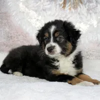 Rocco, a male Miniature Australian Shepherd for sale in Belleview, FL – Photo 9 of 10
