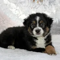 Rocco, a male Miniature Australian Shepherd for sale in Belleview, FL – Photo 1 of 10