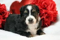 Rocco, a male Miniature Australian Shepherd for sale in Belleview, FL – Photo 6 of 7