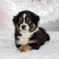 Rocco, a male Miniature Australian Shepherd for sale in Belleview, FL – Photo 6 of 10