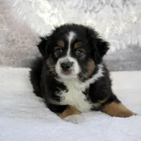 Rocco, a male Miniature Australian Shepherd for sale in Belleview, FL – Photo 2 of 10