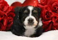 Rocco, a male Miniature Australian Shepherd for sale in Belleview, FL – Photo 4 of 7