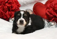 Rocco, a male Miniature Australian Shepherd for sale in Belleview, FL – Photo 5 of 7