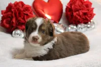 Cabo, a male Miniature Australian Shepherd for sale in Belleview, FL – Photo 5 of 5