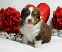 Cabo, a male Miniature Australian Shepherd for sale in Belleview, FL – Photo 4 of 5