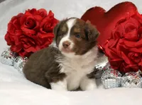 Cabo, a male Miniature Australian Shepherd for sale in Belleview, FL – Photo 3 of 5