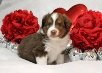 Cabo, a male Miniature Australian Shepherd for sale in Belleview, FL – Photo 1 of 5