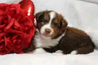 Cabo, a male Miniature Australian Shepherd for sale in Belleview, FL – Photo 2 of 5