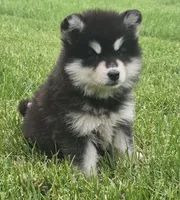 Moon, a female Alaskan Malamute for sale in Olivia, MN – 3 of 3