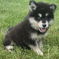 Star, a female Alaskan Malamute for sale in Olivia, MN – 3 of 3