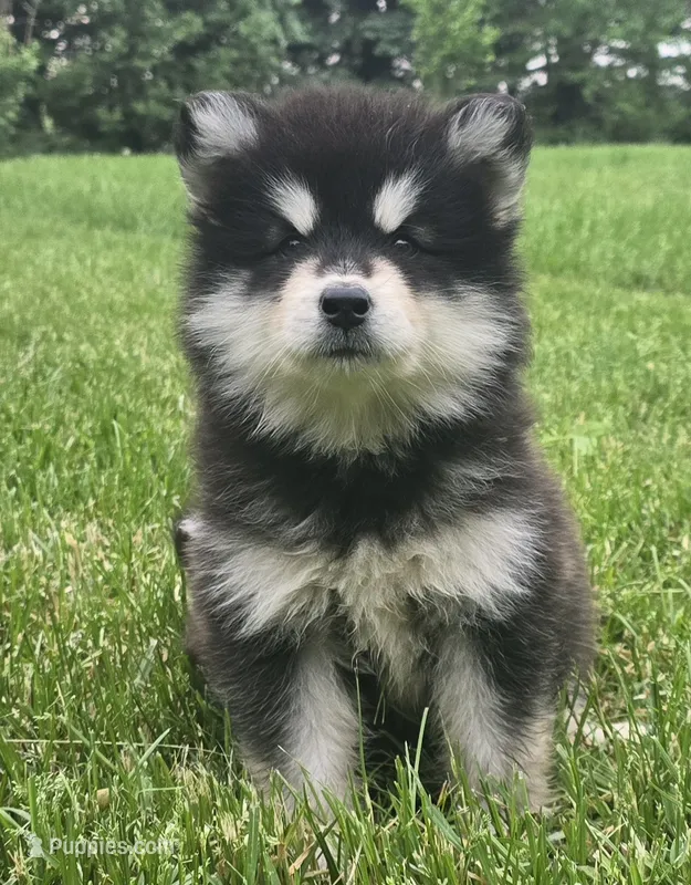 Moon – Alaskan Malamute puppy for sale in Olivia, MN