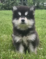 Moon, a female Alaskan Malamute for sale in Olivia, MN – 1 of 3