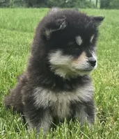 Comet , a male Alaskan Malamute for sale in Olivia, MN – 2 of 3