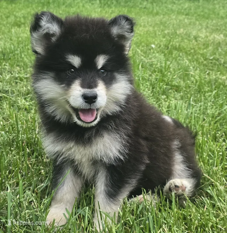 Star – Alaskan Malamute puppy for sale in Olivia, MN