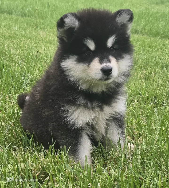 Moon – Alaskan Malamute puppy for sale in Olivia, MN