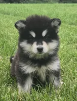 Moon, a female Alaskan Malamute for sale in Olivia, MN – 3 of 3