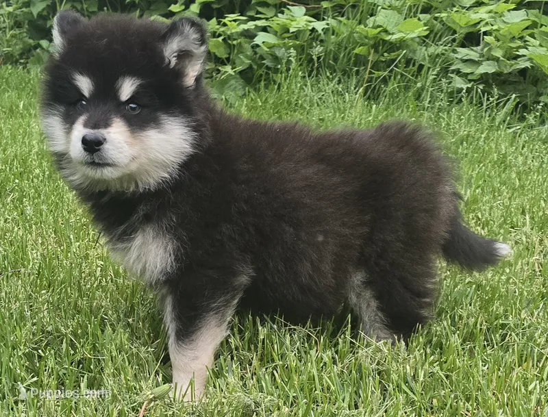 Star – Alaskan Malamute puppy for sale in Olivia, MN
