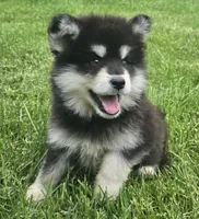 Star, a female Alaskan Malamute for sale in Olivia, MN – 2 of 3