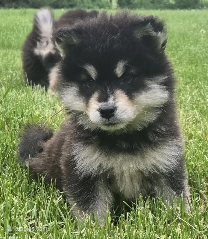Comet  – Alaskan Malamute puppy for sale in Olivia, MN
