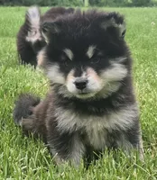 Comet , a male Alaskan Malamute for sale in Olivia, MN – 1 of 3