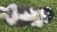 Comet , a male Alaskan Malamute for sale in Olivia, MN – 3 of 3
