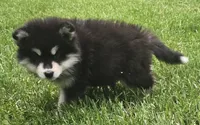 Moon, a female Alaskan Malamute for sale in Olivia, MN – 2 of 3
