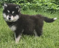 Star, a female Alaskan Malamute for sale in Olivia, MN – 3 of 3