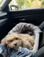 Chulo, a male Maltipoo for sale in Simpsonville, SC – 2 of 3