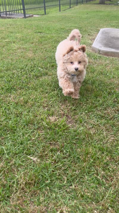 Chulo, a male Maltipoo for sale in Simpsonville, SC – 3 of 3