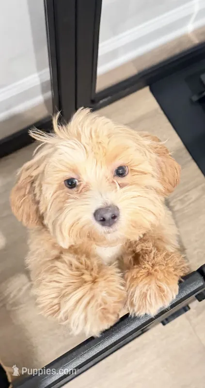 Chulo – Maltipoo puppy for sale in Simpsonville, SC