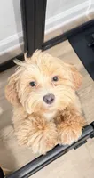 Chulo, a male Maltipoo for sale in Simpsonville, SC – 1 of 3