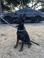 Gee Gee, a female German Shepherd Dog for sale in Rio Vista, TX – 3 of 7