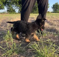 Gonzo , a male German Shepherd Dog for sale in Rio Vista, TX – 6 of 10