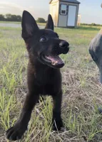 Gina , a female German Shepherd Dog for sale in Rio Vista, TX – 3 of 10