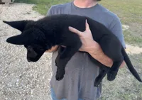 Gina , a female German Shepherd Dog for sale in Rio Vista, TX – 6 of 10