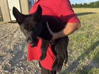 Gipper, a male German Shepherd Dog for sale in Rio Vista, TX – 6 of 8