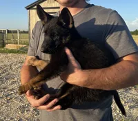 Gee Gee, a female German Shepherd Dog for sale in Rio Vista, TX – 4 of 10