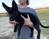 Gina , a female German Shepherd Dog for sale in Rio Vista, TX – 2 of 10