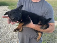 Gonzo , a male German Shepherd Dog for sale in Rio Vista, TX – 5 of 10