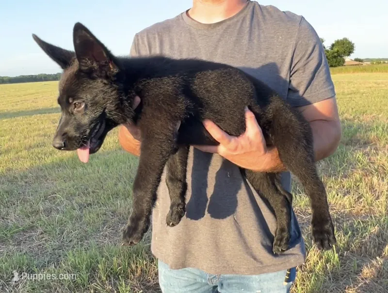 Gracey  – German Shepherd Dog puppy for sale in Rio Vista, TX