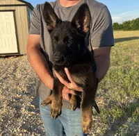 Gee Gee, a female German Shepherd Dog for sale in Rio Vista, TX – 5 of 7