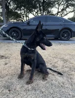 Gee Gee, a female German Shepherd Dog for sale in Rio Vista, TX – 2 of 7