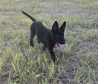 Gina , a female German Shepherd Dog for sale in Rio Vista, TX – 4 of 10