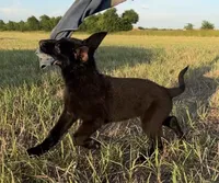 Gracey , a female German Shepherd Dog for sale in Rio Vista, TX – 7 of 10