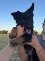 Gonzo , a male German Shepherd Dog for sale in Rio Vista, TX – 4 of 10